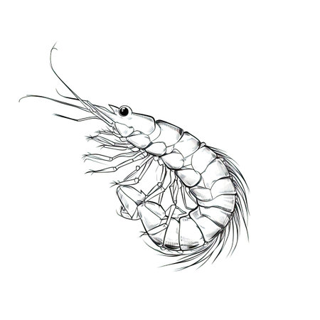 japanese Tempura Shrimp ai generated. fresh japan, cooking crispy, golden background japanese Tempura Shrimp illustrationの素材