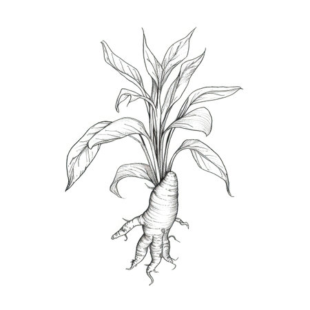 plant Ginger root ai generated. fresh spice, raw wooden, leaves nature plant Ginger root illustrationの素材