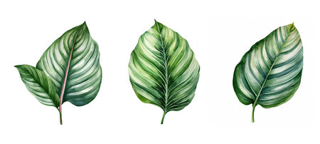 leaf calathea leaf watercolor ai generated. plant green, floral botanical, tropical nature foliage calathea leaf watercolor illustrationの素材