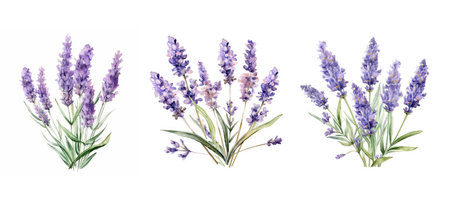 leaf lavender flowers watercolor ai generated. bouquet natural, herb purple, background perfume leaf lavender flowers watercolor illustrationの素材