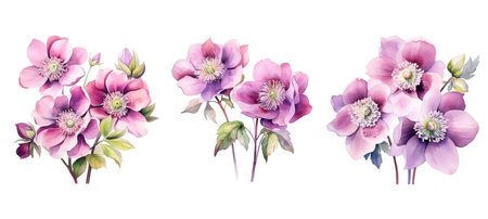 spring hellebore flowers watercolor ai generated. garden plant, leaf beautiful, blossom bloom spring hellebore flowers watercolor illustrationの素材