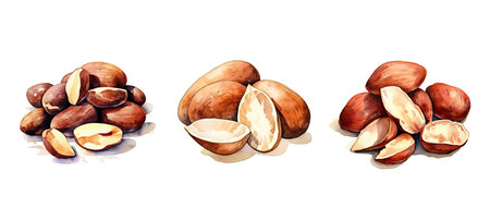 selenium brazil nut ai generated. healthy snack, flavor superfood, consumption natural selenium brazil nut illustration watercolorの素材