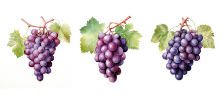 sweet grape ai generated. seedless variety, grape vine, grape bunch sweet grape illustration watercolorの素材