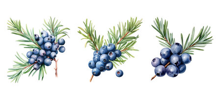 plant juniper berry ai generated. spice aromatic, flavor herb, ingredient gin plant juniper berry illustration watercolorの素材