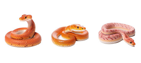 wildlife corn snake illustration orange nature, animal color, pet zoology wildlife corn snakeの素材
