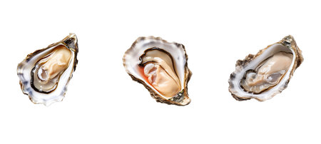 shell oyster illustration oyster fresh, delicatessen mollusk, restaurant delicious shell oysterの素材