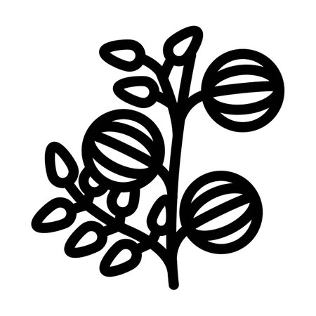 amla ayurvedic herb line icon vector illustrationのイラスト素材