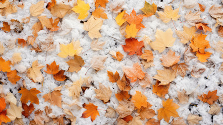 foliage fall leaves with snowの素材