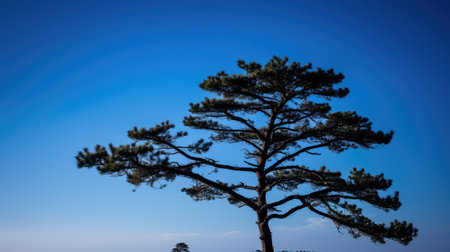 beauty pine tree silhouetteの素材