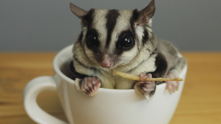 Sugar glider in a cup.の写真素材