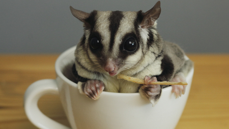Sugar glider in a cup.の写真素材