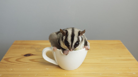 Sugar glider in a cup.の写真素材