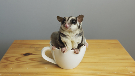 Sugar glider in a cup.の写真素材