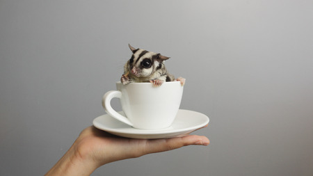 Sugar glider in a cup of coffee.の写真素材
