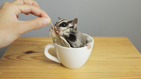 Sugar glider in a cup of coffee.の写真素材