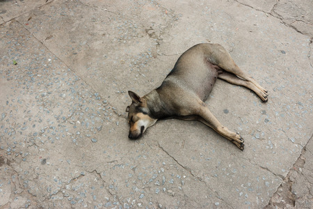 Sleeping Thai stray dog on streetの写真素材