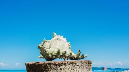 White conch on the beach and blue sky.