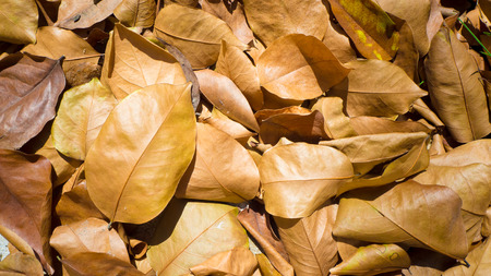 Normal dry leaf on the floor.