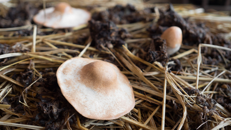 Basket mushroom farm in Thailand.の写真素材