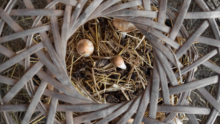 Basket mushroom farm in Thailand.