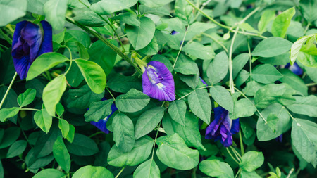Taking Butterfly Pea flowers.