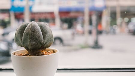 Cactus pot by window glass.
