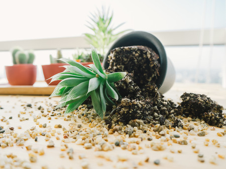 Cactus pot that fall on the work desk.の写真素材