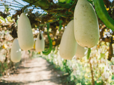 The gourds farm in Thailand.の写真素材