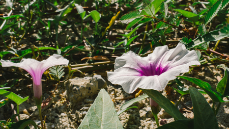 Water Morning Glory on ground dirt.の写真素材