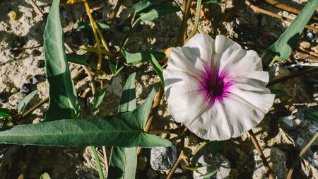 Water Morning Glory on ground dirt.の写真素材
