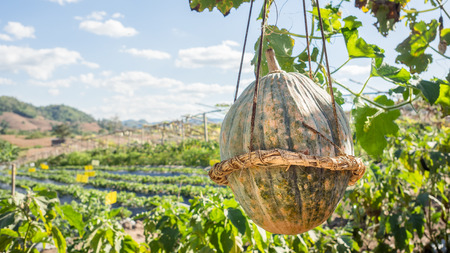 Asian pumpkins farm with pumpkin hanging.の写真素材