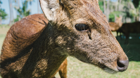 Reindeer farm in Asia.