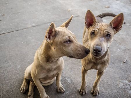 Thai stray dogs and his sister.の写真素材