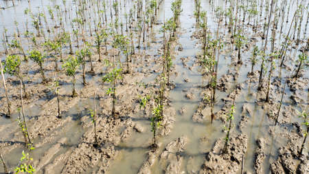 Growing mangrove in Thailand.