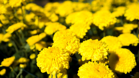 Many Marigold in the garden.