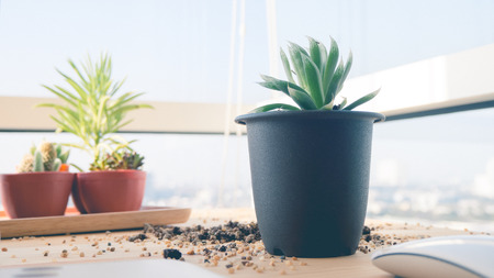 Cactus pot that fall on the work desk.の写真素材