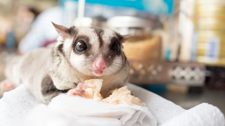 Sugar glider eating minced chicken.