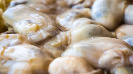 Close up of fresh oysters in seafood market of Thailand.