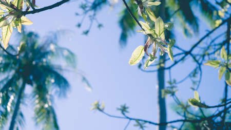 Tree leaf on blue sky.の写真素材