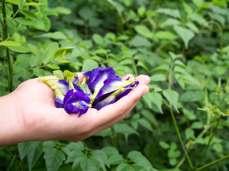 Hand full with Butterfly Pea flowers. Picking Butterfly Pea flower in the garden.の写真素材