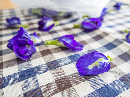 Butterfly Pea flowers fallen on crossed kitchen cloth.の写真素材