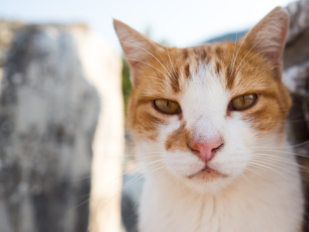 Stray cat in Ephesus on top of old ruins.の写真素材