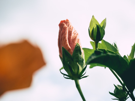 Close up of Orange Shoe Flower from difference angle.の写真素材