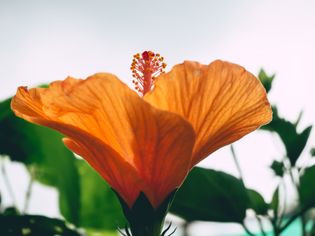 Close up of Orange Shoe Flower from difference angle.の写真素材