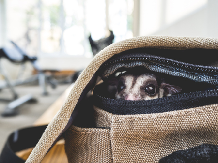Little sugar glider sneaking out of the bag.の写真素材