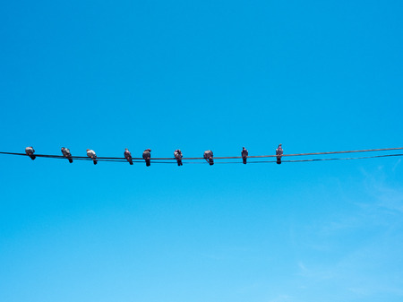 Nine doves are resting on an electric wire.