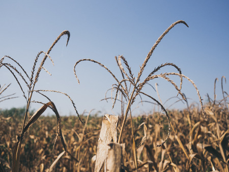 Yellow dried corn field with day light blue sky.の写真素材
