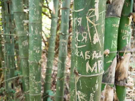 Bamboo forrest with scratch drawing and writing on the body.の写真素材