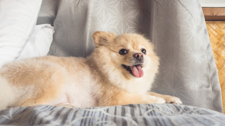 Pomeranian dog relax on bed in with soft sunlight.の写真素材