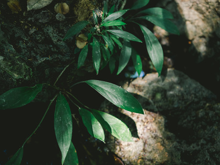 Small plant in forrest jungle with sunlight on leaf.の写真素材